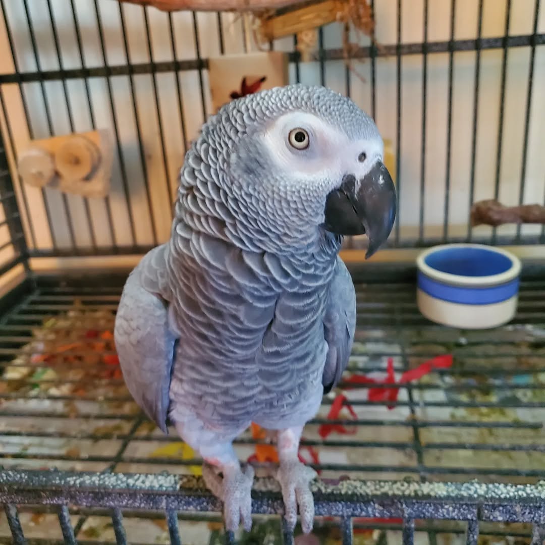 Chloe 4-year-old adult female Congo African Grey Parrot for sale