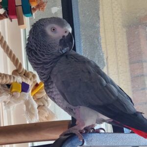 Adult Female Congo African Grey Parrot for Sale ( Chloe )