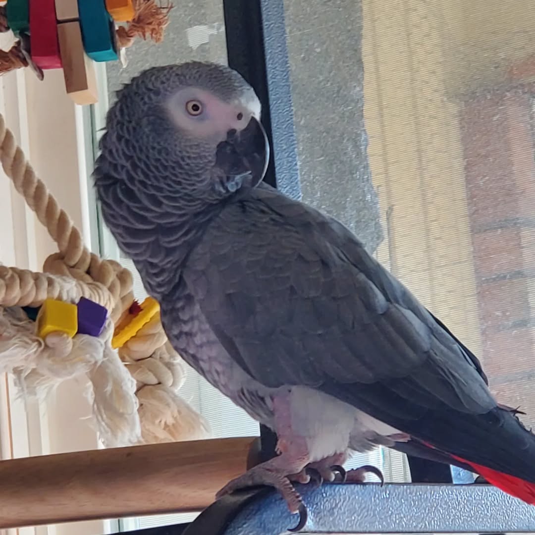 Chloe 4-year-old adult female Congo African Grey Parrot for sale