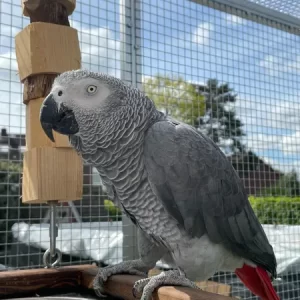 Adult Male Congo African Grey Parrot for Sale | Cosmo