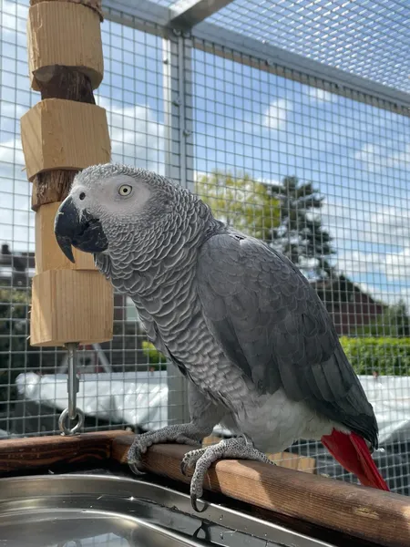 Cosmo 5-year-old adult male Congo African Grey Parrot for sale