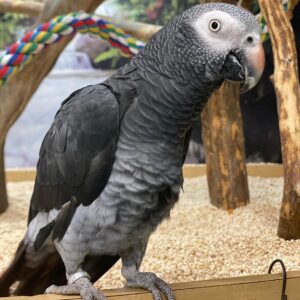 Adult Male Timneh African Grey Parrot for Sale – Loki
