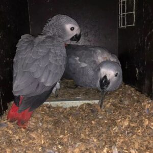 African Grey Parrots for Sale | Congo & Timneh African Greys