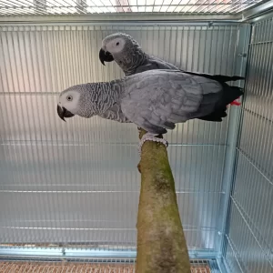 Adult Congo African Grey Pair ( Zion & Zara )