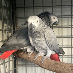 Adult Congo African Grey Breeding Parrot Pair- ( Lucky & Lyra )