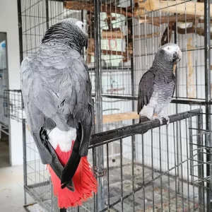 Timneh African Grey Parrots for sale