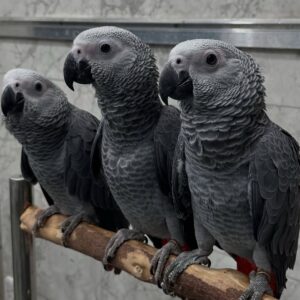 Congo African Grey Parrot for Sale