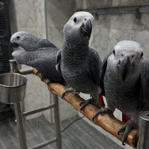 Congo African Grey Parrot for Sale