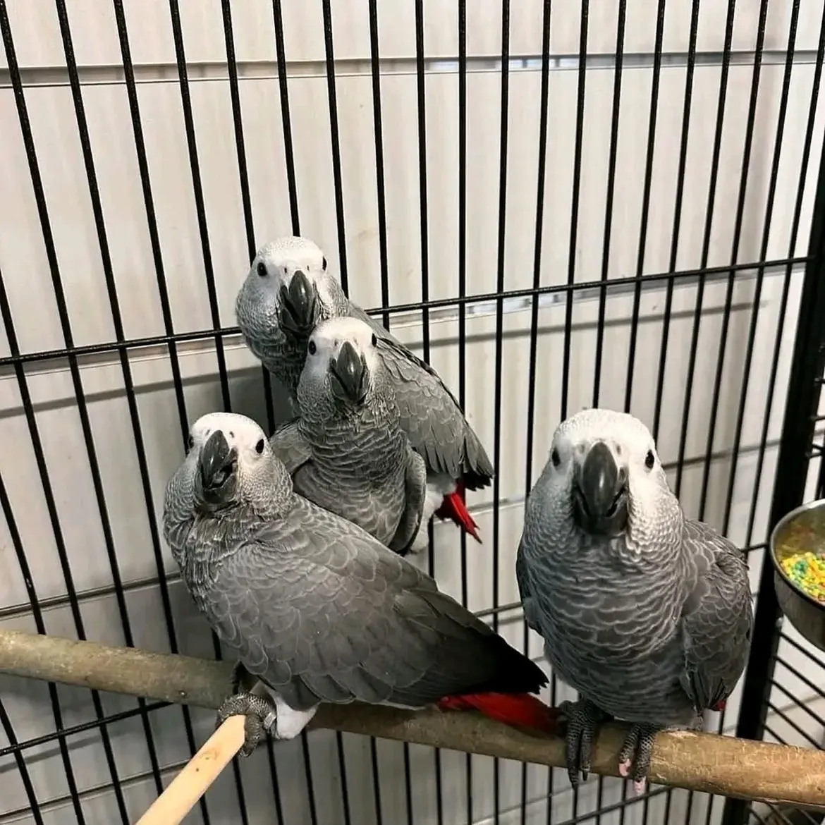 Congo African Grey Parrot for Sale