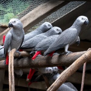Congo African Grey parrots for sale