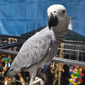 Baby Female Congo African Grey Parrot for Sale – ( Naya )