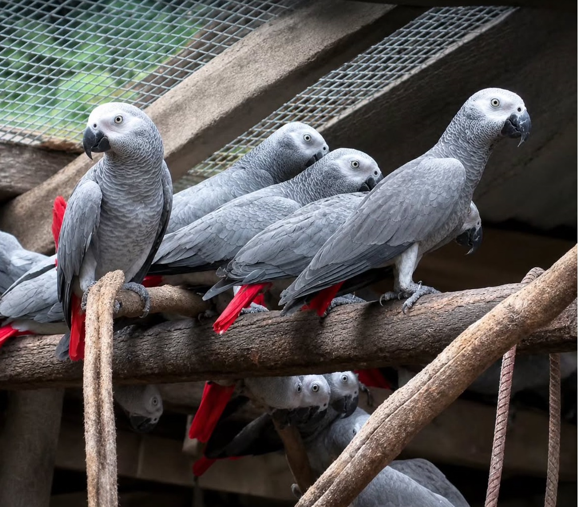 Congo African Grey parrots for sale