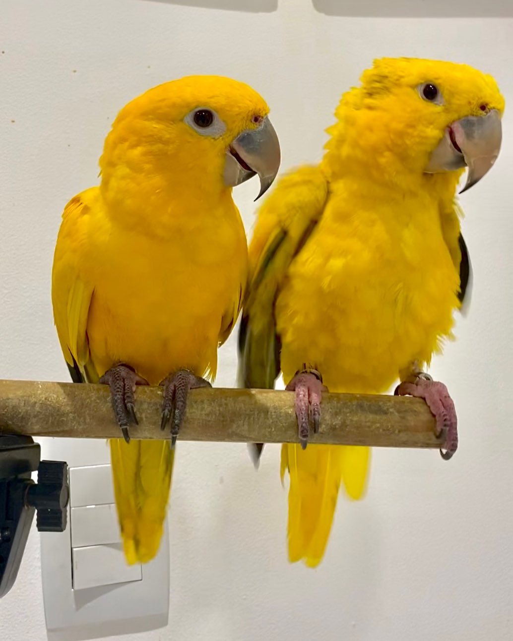Golden Conure Parrots for Sale | Adults, Babies & Pairs