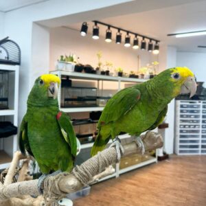 Young Double Yellow-Headed Amazon Pair for Sale | Male and Female