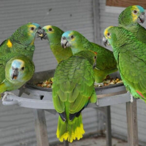 Bonded Blue-Fronted Amazon Pair for Sale | Adult Companion Birds
