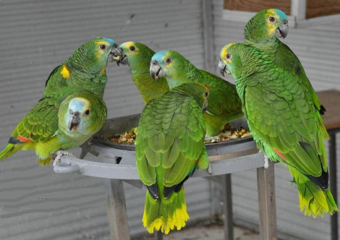Blue-Fronted Amazon Parrot for Sale