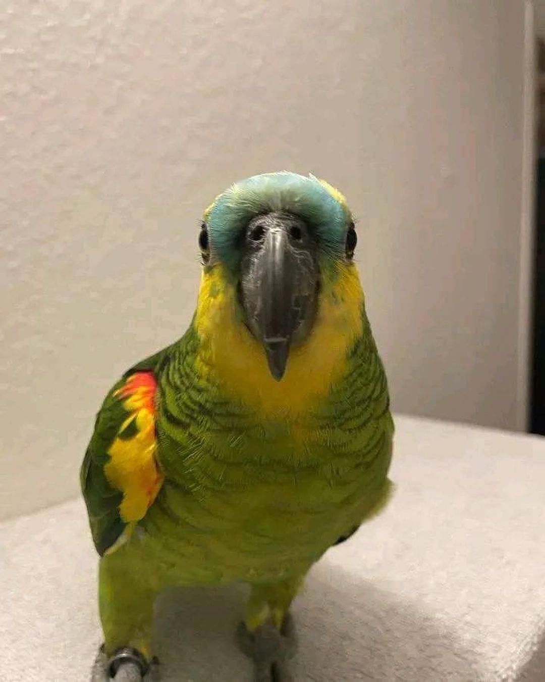 Young male Blue-fronted amazon parrot