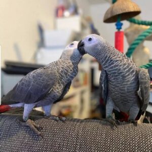 Young Congo African Grey Pair for Sale | ( Kenzo & Kiara )