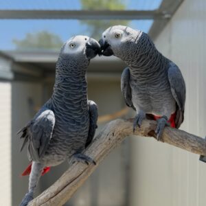 Young Congo African Grey Pair for Sale | ( Kenzo & Kiara )