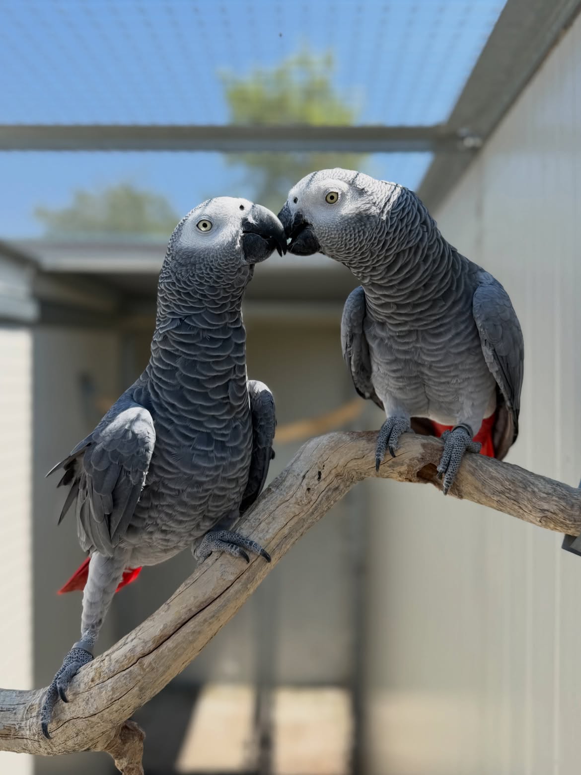 Young Congo African Grey Pair for Sale