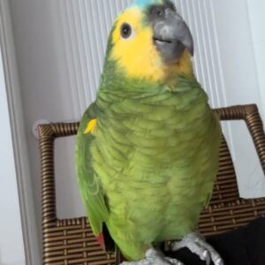 Young Male Blue-Fronted Amazon Parrot | DNA-Sexed, Hand-Fed & Weaned