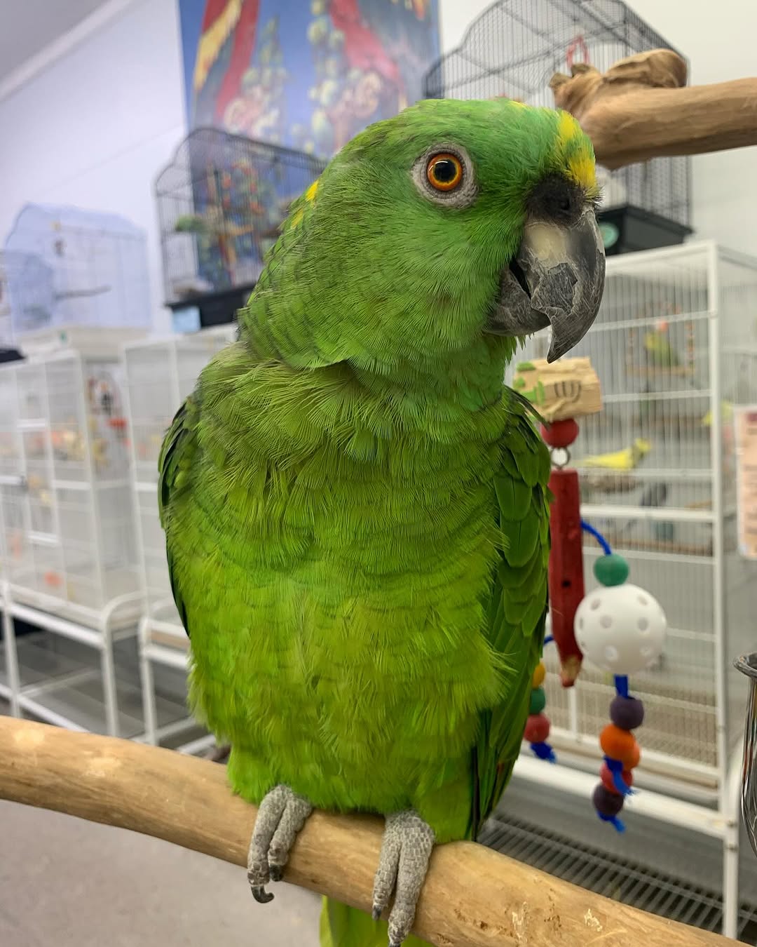 Blue-Fronted Amazon Parrot for Sale | Adult Female Companion