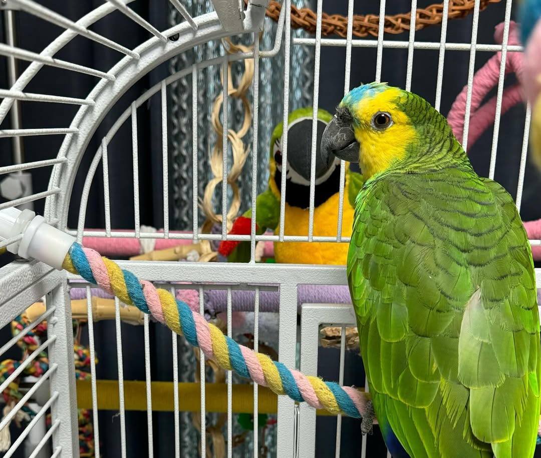 Young Male Blue-Fronted Amazon Parrot | DNA-Sexed, Hand-Fed & Weaned