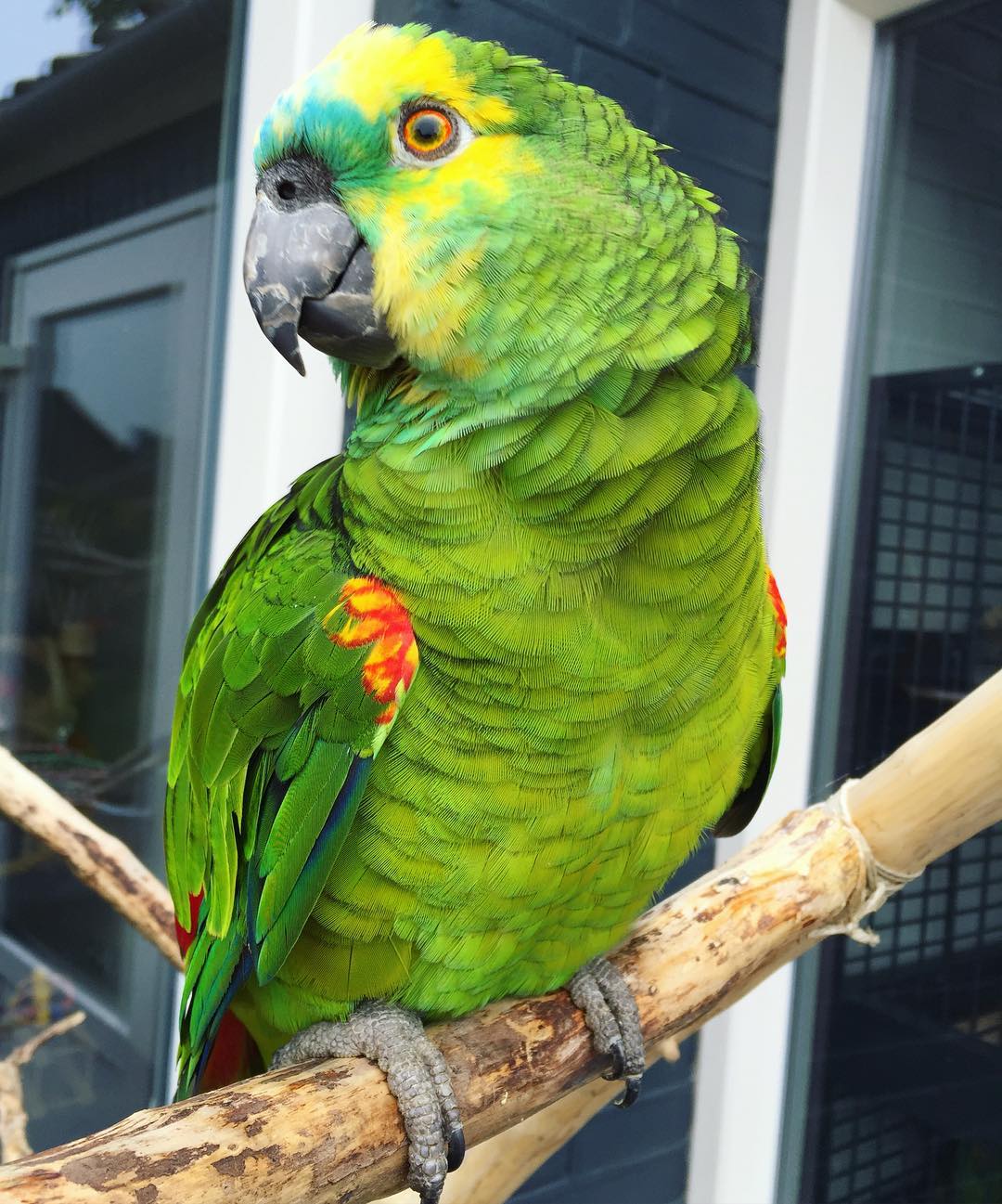 Blue-Fronted Amazon Parrot for Sale | Adult Male | Exotic Parrots Aviary