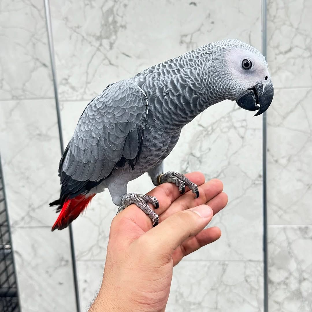 Naya 7-month-old baby female Congo African Grey Parrot for sale