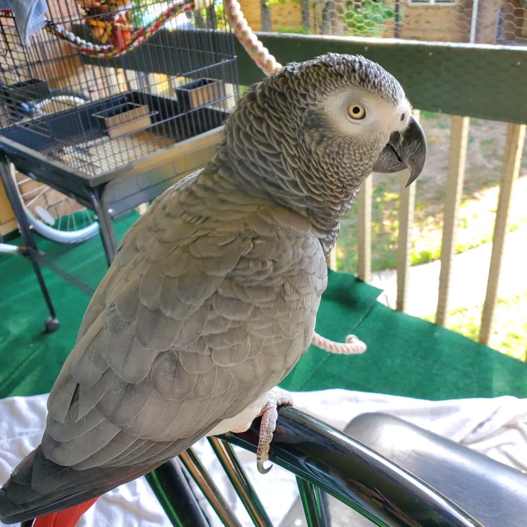 Adult Female Congo African Grey Parrot for Sale ( Chloe ) - Image 3