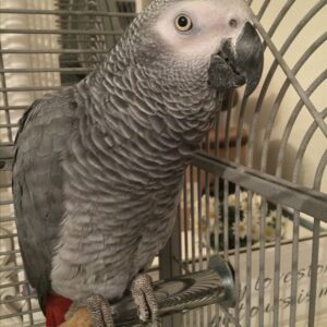 Male Congo African Grey Parrot for Sale | Adult African Grey ( Bobby)