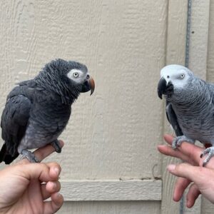 African Grey Parrots for Sale | Congo & Timneh African Greys