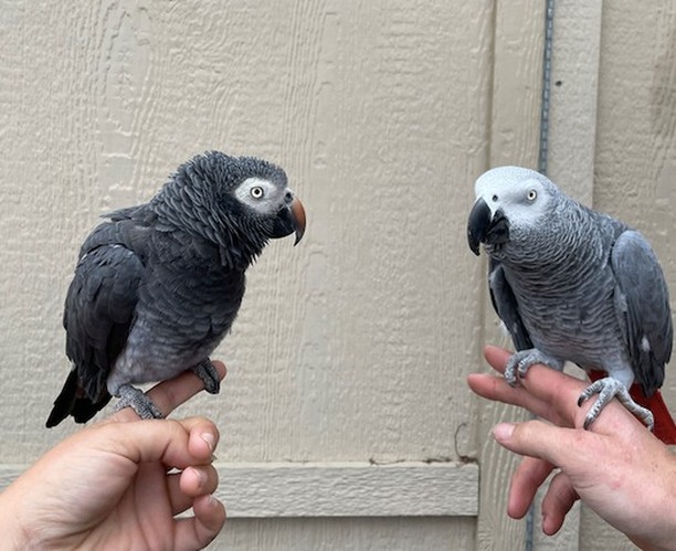 African grey parrots congo and timneh african greys for sale online