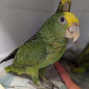 Young Double Yellow-Headed Amazon Pair for Sale | Male and Female