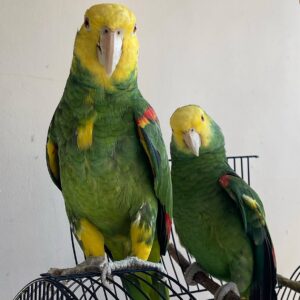 Double Yellow-Headed Amazon Breeding Pair | Adult Aviary Pair- Giga and Tina