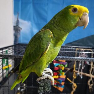 Double Yellow-Headed Amazon Parrot for Sale | Adult Male – Teddy