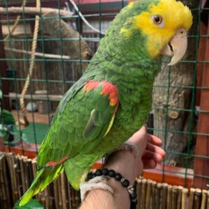 Double Yellow-Headed Amazon Parrot for Sale | Adult Female ( Hen)