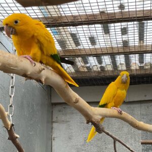 Adult Golden Conure Pair for Sale | Male & Female ( Archie and Olive)