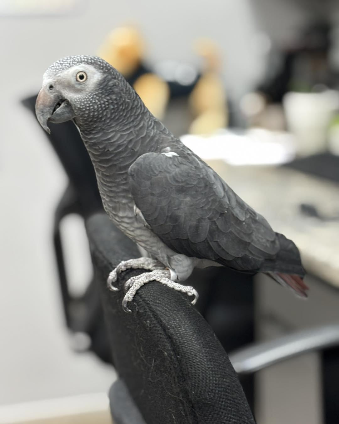 Timneh African Grey Parrot for Sale