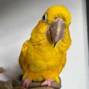 Golden Conure Parrot for Sale | Adult Male Companion Bird ( Harley )