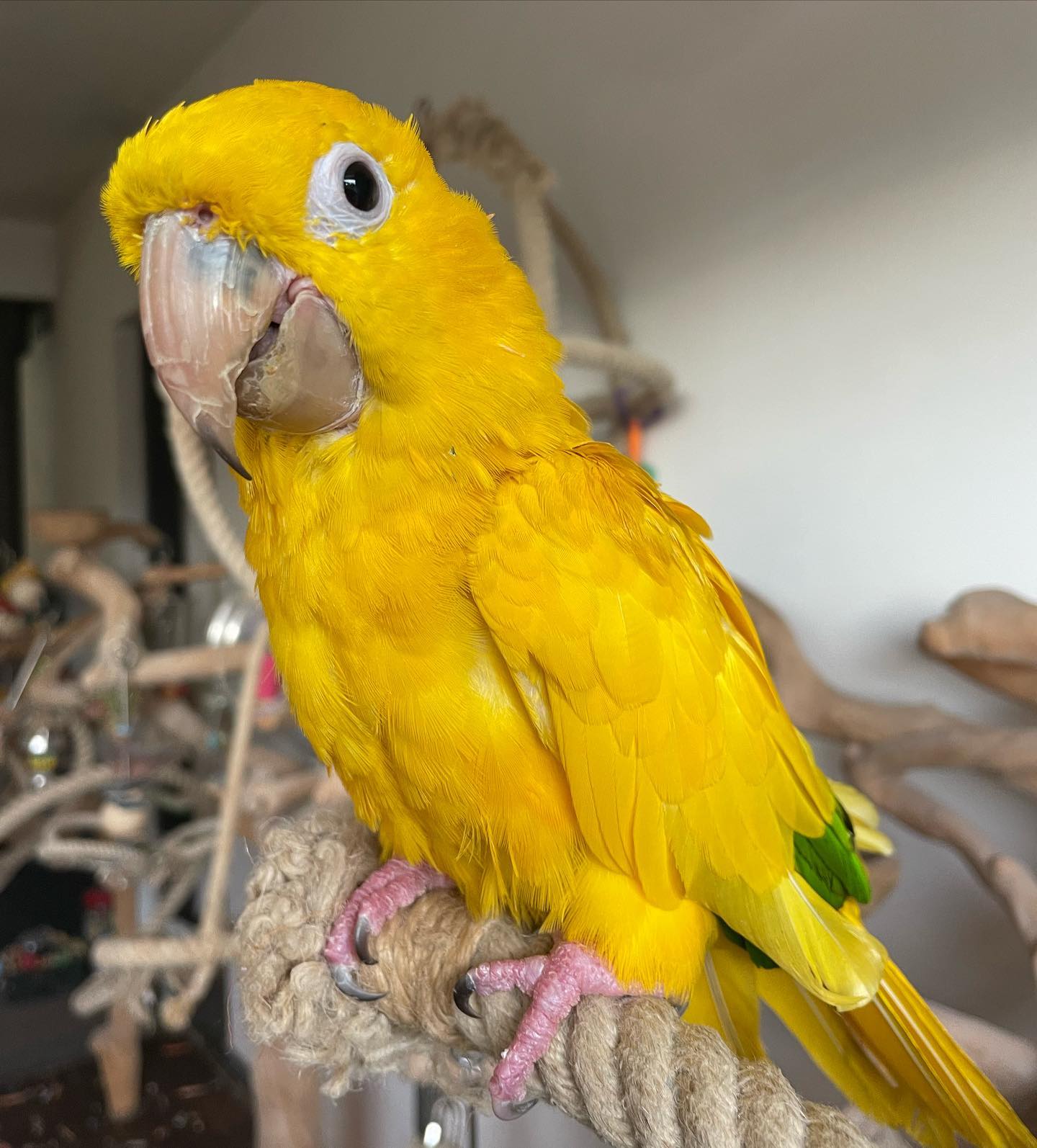 Golden Conure Parrot for Sale | Adult Female Companion ( Pearl )