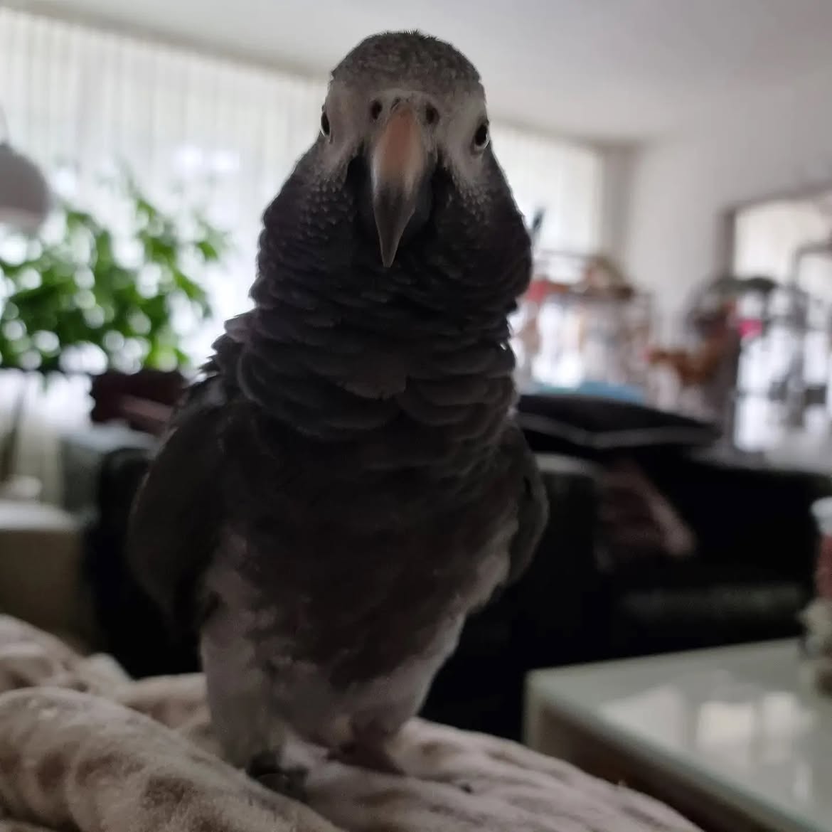 Zuri young hand raised baby female Timneh African Grey for sale