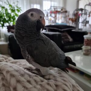 Hand Raised Baby Female Timneh African Grey for Sale – ( Zuri )