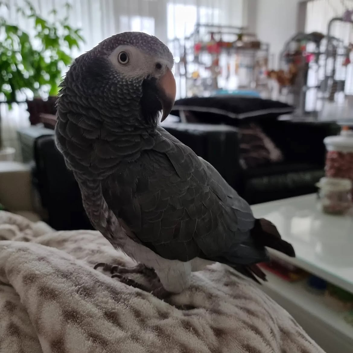 Zuri young hand raised baby female Timneh African Grey for sale