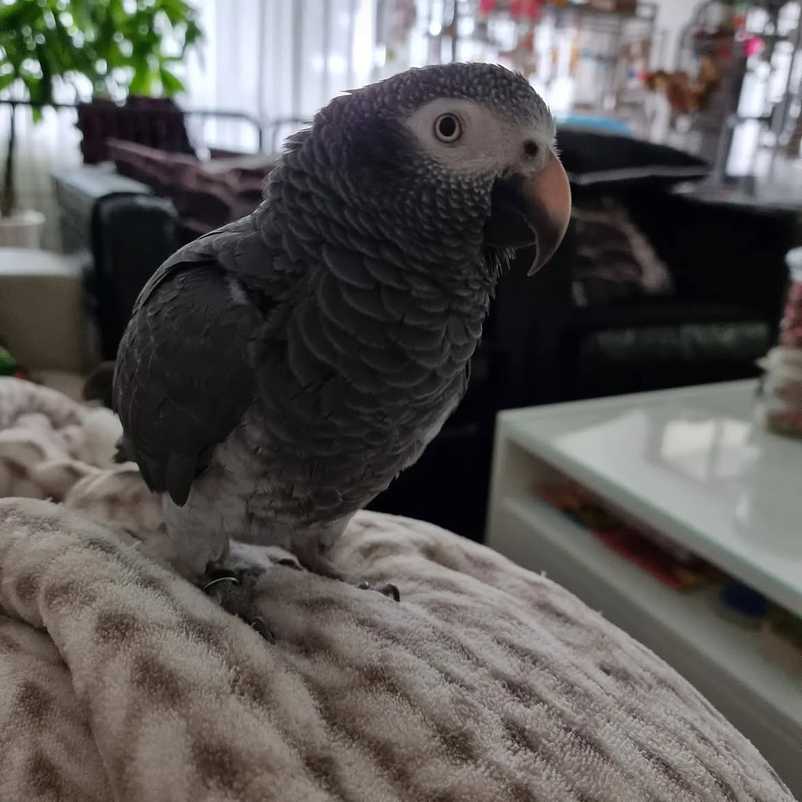Hand Raised Baby Female Timneh African Grey for Sale - ( Zuri ) - Image 3
