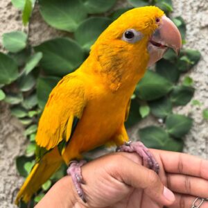 Golden Conure Parrot for Sale | Adult Male Companion Bird ( Harley )
