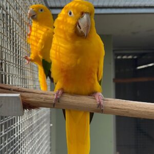 Golden Conure Parrots for Sale | Adults, Babies & Pairs