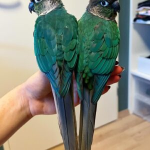 Green-Cheek Conure for Sale | Male & Female