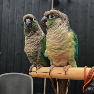 Green-Cheek Conure for Sale | Male & Female
