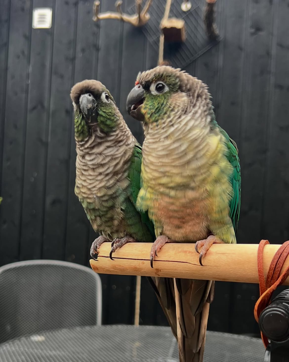 Green-Cheek Conure for Sale | Male & Female